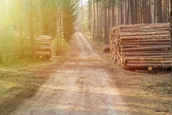 Il Settore del Legno in Italia: Storia, Evoluzione e Principali Distretti Industriali